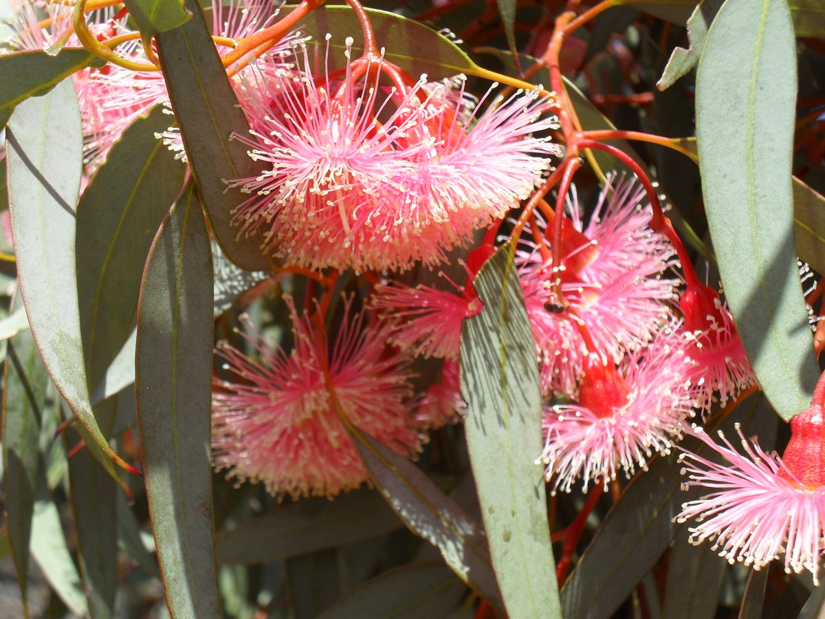 Eucalyptus torquata 5